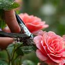 Hands pruning a rose bush